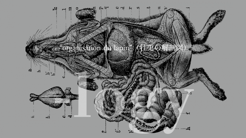 “organisation du lapin” 牡兎の解剖図